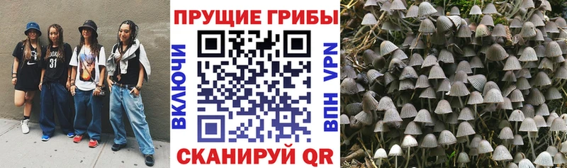 Купить где  Старая Купавна  Псилоцибиновые грибы мицелий 